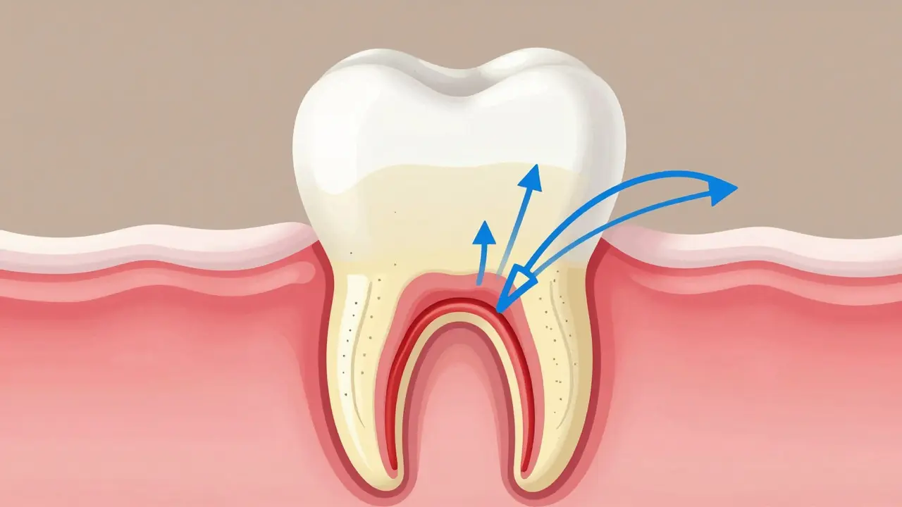 Anatomický řez zubem ukazující nerv a kanálky v zubnině